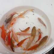 Ryby ozdobne karaś karp koi