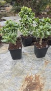 Grubosz Crassula arborescens Hulk