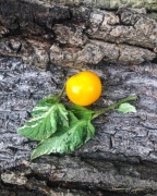 ORANGE CHERRY   Pomidor Kolekcjonerski 