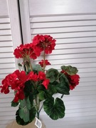Bukiet Pelargonia 
