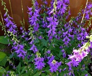 Dzwonek -(campanula rapunculoides) 50n