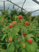 Malina powtarzająca owocowanie sadzonki