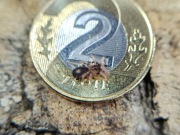 Cyriocosmus elegans L2/L3 ptasznik