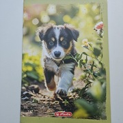 Zeszyt A4 / 32 kartki Herlitz w kolorowe linie