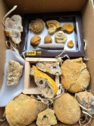 Kolekcja skamieniałości Dolny Kelowej, amonit, małż, belemnit