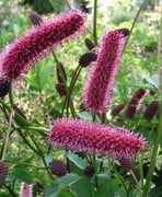 SANGUISORBA - menziesii / KRWIŚCIĄG czer.20n 