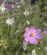 Nasiona kosmos onętek