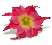 Ekskluzywna Główka Dalii–Fuksja z limonką– Premium DIY