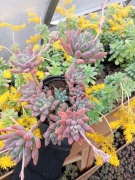 Rozchodnik hiszpański