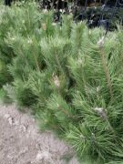 sosna czarna 50-90 cm  w donicy 7,5l