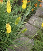 Trytoma groniasta żółta płonąca pochodnia 50 nasion