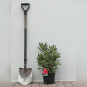 Różanecznik (Rhododendron) C4