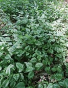 Gajowiec żółty sadzonki