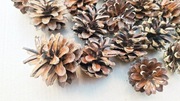 Szyszki sosnowe naturalne 30 sztuk