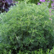 Bylica boże drzewko z nami od ponad 60 lat to nie COLA!  