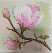 obraz akwarela magnolia miniaturka 12 x 12 cm