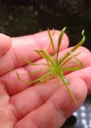 Echinodorus tenellus najłatwiejszy trawnik bez co2 łatwy jak lilaeopsis!