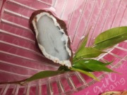 Agat w formie plastra