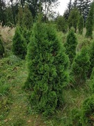  Tuja Miky - karłowy Szmaragd