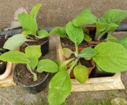 ,10 doniczek  sadzonek naparstnicy koloru mix.