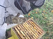 Miód akacjowy - 1KG- Pasieka Gucio Nowe Brzesko 