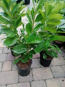 Laurowiśnia Novita w doniczkach 2l, wys. ok 80cm