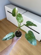 Philodendron Giganteum Variegata