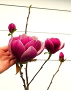 MAGNOLIA VENUS * DUZY OKAZ - DRZEWKO - KWITNĄCE * CUDO