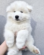 Samoyed szczeniak - Suczka - gotowa do odbioru