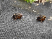 Murarka ogrodowa 500 kokonów.