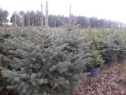 Choinka szkółkowana w donicy 120-160 cm. 