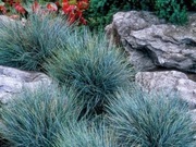 Kostrzewa sina -niebieska trawa