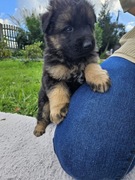 Owczarek Niemiecki Długowłosy