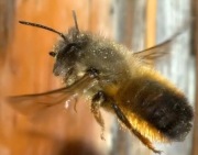 MURARKA ogrodowa, i in. podgatunki 10% gratis, selekcja