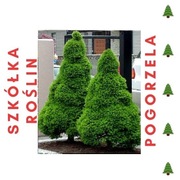 Świerk biały Conica Picea Glauca