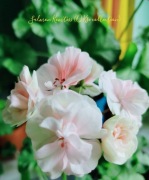 sadzonka pelargonii PAC Salmon Komtess 