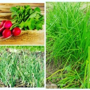 Świeże Nowalijki Bio Szczypiorek Czosnek Rzodkiewk