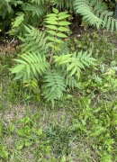 Sumak octowiec sadzonki 