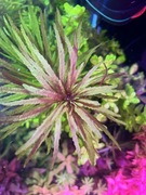 Limnophila aromatica , sadzonka min 10 cm, hodowla podwodna