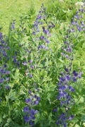 Baptysja błękitna(Baptisia australis)-sadzonka