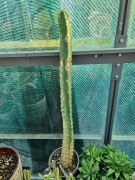 Harrisia jusbertii KAKTUS