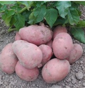 Ekologiczne ziemniaki od rolnika RED LADY 15 kg drobniejsze