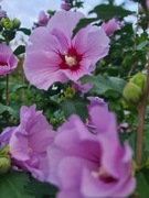 Hibiskus fioletowe kwiaty 