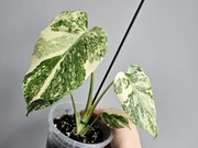 Monstera White Snow piękne wybarwienie w bigosie