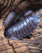 Cubaris sp. "Ishigaki", isopody, 10 szt.