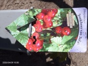 Porzeczka czerwona 