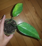 Epipremnum jessenia 