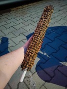 Palik/podpora do roślin, mech sphagnum