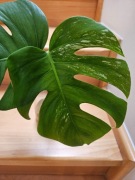 Monstera variegata 2 listna 