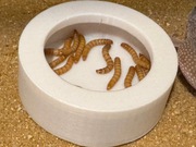 Karmnik na Pokarm Terrarium Druk 3D Eco PLA Jaszczurki Gady Bezkręgowce